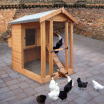 Albany Henhouse